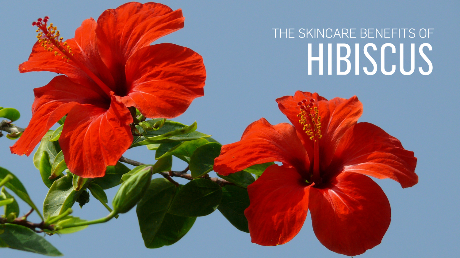 The Skincare Benefits of Hibiscus